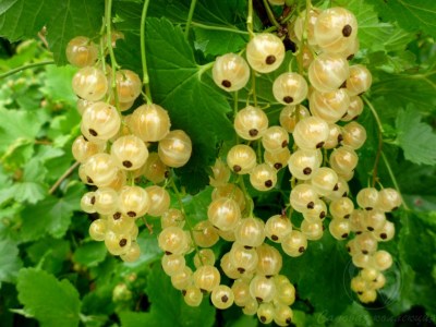 allergiya-na-smorodinu2.jpg[1]